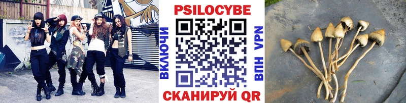 маркетплейс как зайти  наркотики  Канаш  Псилоцибиновые грибы Psilocybe 